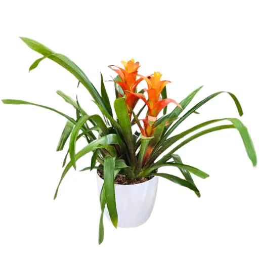 Planta bromelia